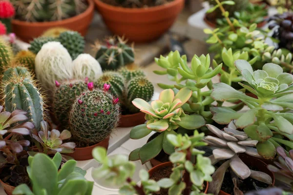 Many Different Cacti Succulent Plants Table — Fotografia de Stock