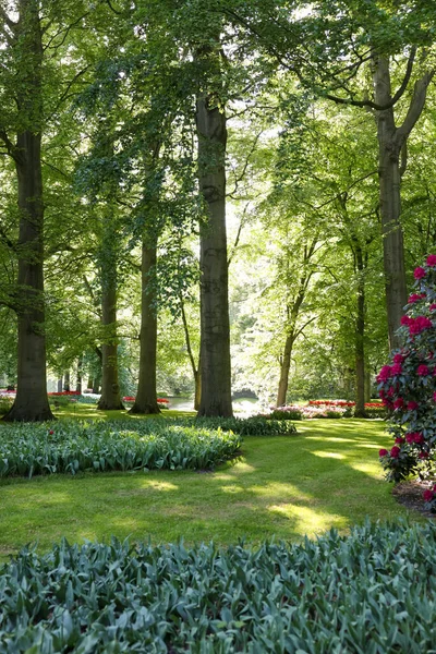Park Kauniita Kukkia Puita Kukkivat Pensaat Aurinkoisena Päivänä Kevätkausi — kuvapankkivalokuva