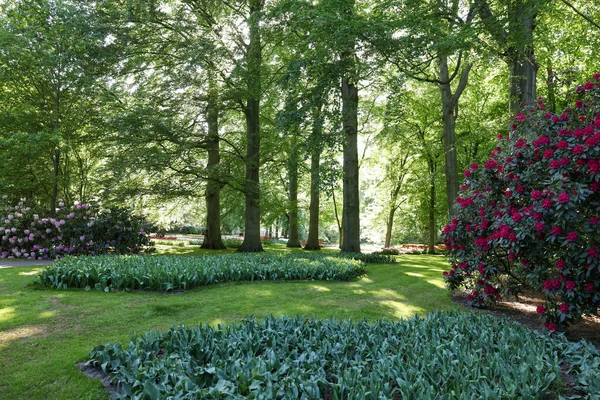 Park Mit Schönen Blumen Bäumen Und Blühenden Sträuchern Sonnigen Tagen — Stockfoto
