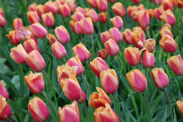 Veel Mooie Tulpenbloemen Groeien Buiten Close Voorjaarsseizoen — Stockfoto