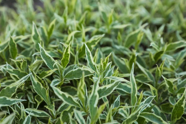 Vacker Diervilla Sessilifolia Växt Med Gröna Blad Närbild Trädgårdssäsong — Stockfoto