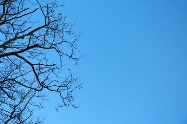 Mavi gökyüzüne karşı ağaç, alçak açı görünümü