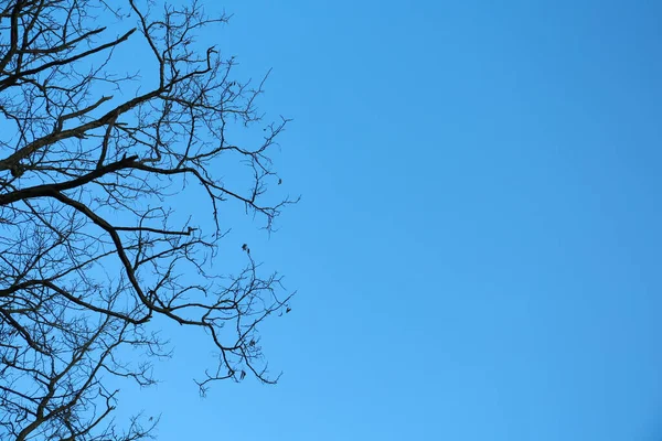Mavi gökyüzüne karşı ağaç, alçak açı görünümü