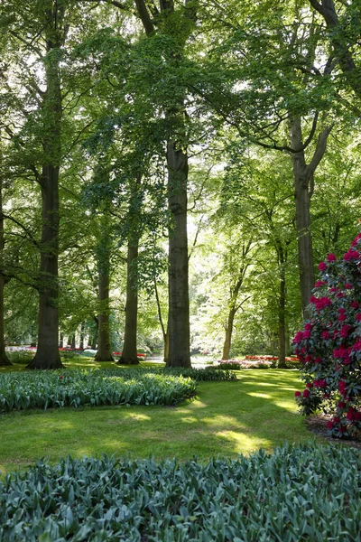 Park Krásnými Květinami Stromy Kvetoucími Keři Slunečného Dne Jarní Sezóna — Stock fotografie