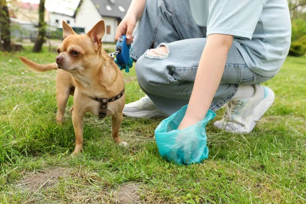 Woman Picking Her Dog Poop Green Grass Park Closeup — Stock Photo, Image