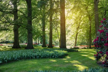 Güneşli bir günde güzel çiçekler, ağaçlar ve çiçek açan çalılarla dolu bir park. Bahar mevsimi