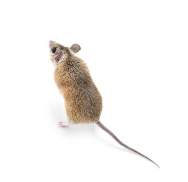 Beyaz arkaplanda küçük şirin dikenli fare