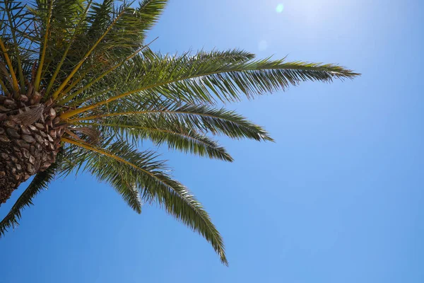 Vacker Palmträd Med Gröna Blad Mot Klarblå Himmel Låg Vinkel — Stockfoto