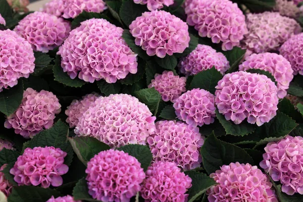 Bela Planta Hortênsia Com Flores Rosa Como Fundo — Fotografia de Stock