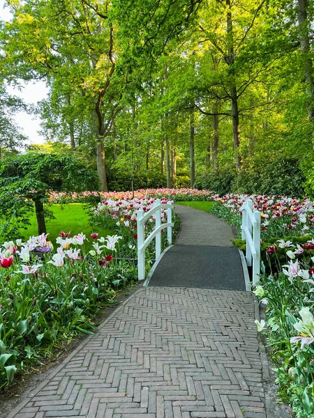 Park Beautiful Flowers Bridge Canal Spring Season — Stock Photo, Image