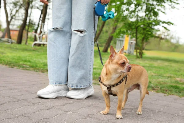 Besitzerin Spaziert Mit Ihrem Chihuahua Hund Park Nahaufnahme — Stockfoto