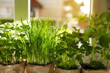 Pencerenin yanında farklı aromatik saksılar var.