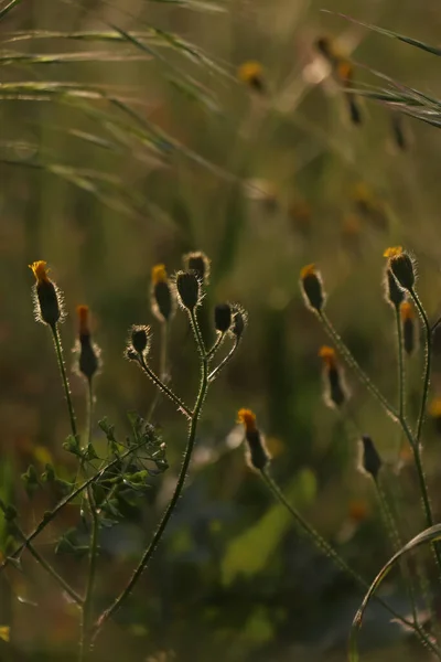 Schöne Wildblumen Wachsen Auf Der Frühlingswiese — Stockfoto