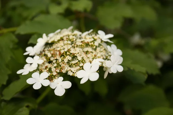 Hermoso Arbusto Viburnum Con Flores Blancas Primer Plano —  Fotos de Stock