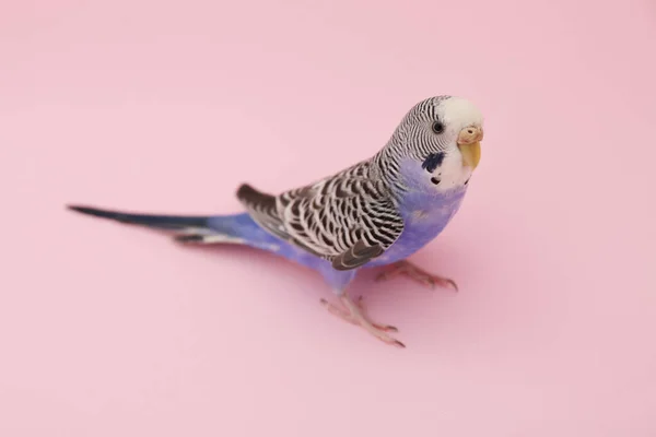 Piękna Papuga Różowym Tle Egzotyczne Zwierzę — Zdjęcie stockowe
