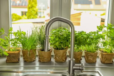 Mutfak lavabosunun yanındaki pencere eşiğinde farklı aromatik saksılar var.