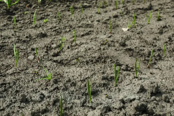 Young Green Onion Sprouts Growing Field — Foto de Stock