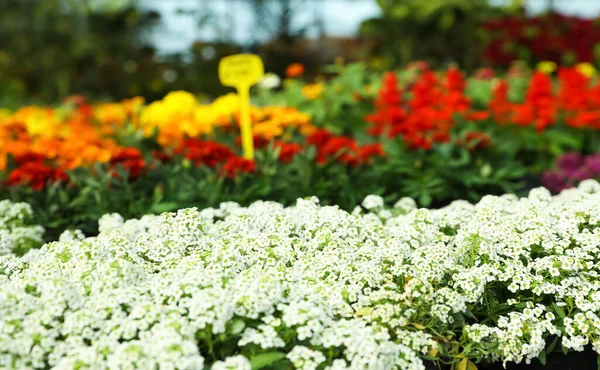 Gyönyörű Virágzó Fehér Lobularia Növények Kertészeti Központ — Stock Fotó