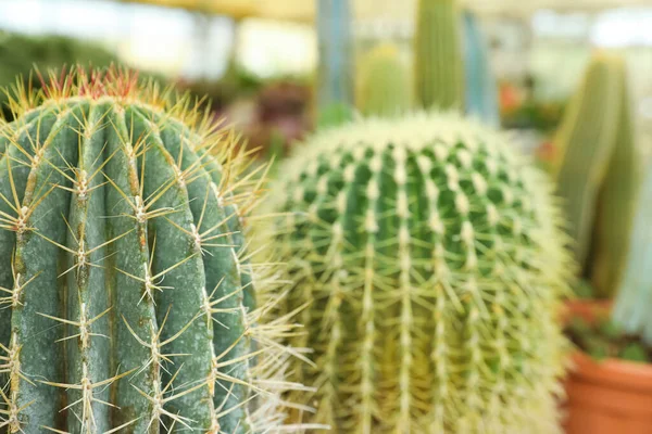 Vista Primer Plano Bellos Cactus Sobre Fondo Borroso Espacio Para — Foto de Stock