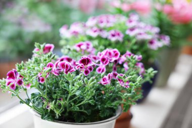 Pencere kenarındaki saksıda çiçek açan güzel pelargonium bitkisi, yakın plan.