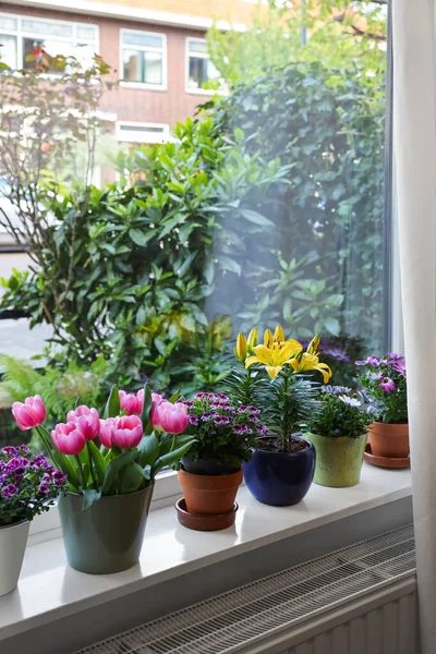 Muitas Belas Plantas Vaso Florescendo Peitoril Janela Dentro Casa — Fotografia de Stock