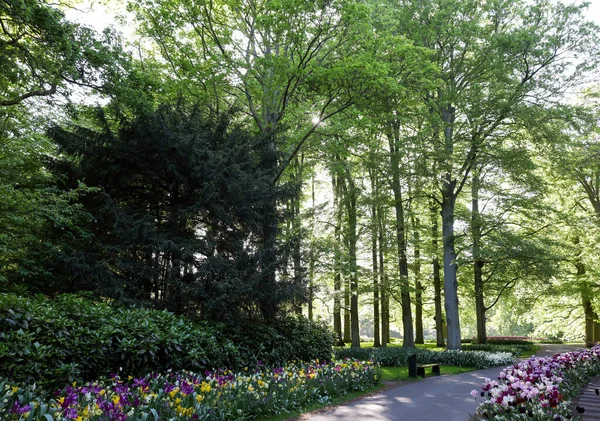 Park Mit Schönen Blumen Und Grünen Bäumen Sonnigen Tagen Frühlingszeit — Stockfoto