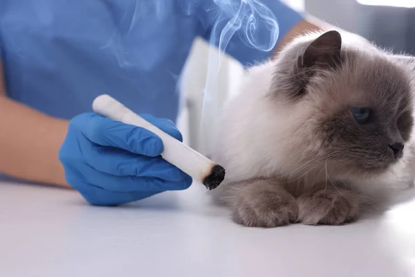 Veterinary Holding Moxa Stick Cute Cat Clinic Detailní Záběr Léčba — Stock fotografie