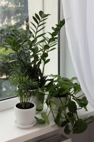 室内窗台上不同的盆栽绿色家居植物 — 图库照片
