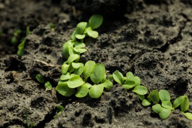 Toprakta yetişen genç yeşil fideler. Bahçe zamanı.