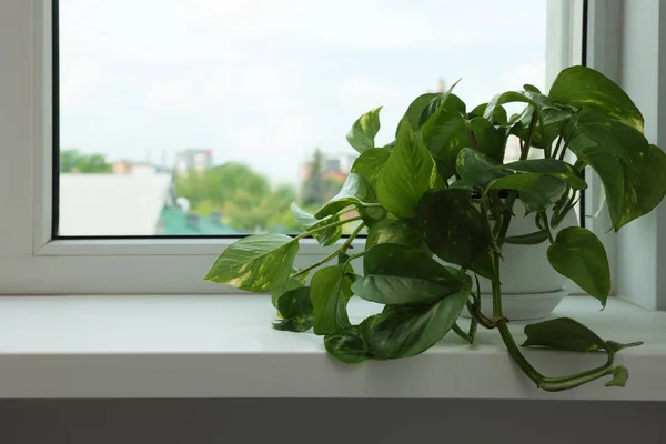 窓辺の鍋にEpiprenum テキストのためのスペース 家の植物 — ストック写真