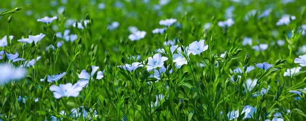 Piękne Kwitnące Rośliny Lnu Polu Słoneczny Dzień Projekt Banera — Zdjęcie stockowe