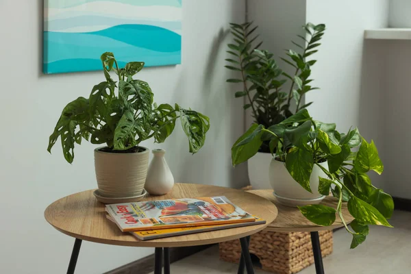 Hermosas Plantas Casa Revistas Mesa Madera Interior Casa Idea Diseño — Foto de Stock