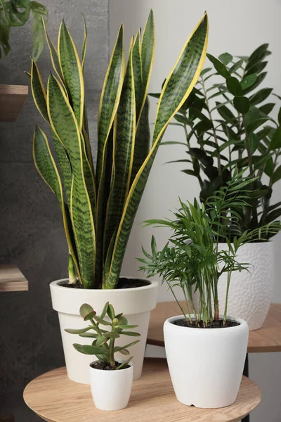 Hermosas Plantas Casa Mesa Madera Interiores Casa Idea Diseño — Foto de Stock