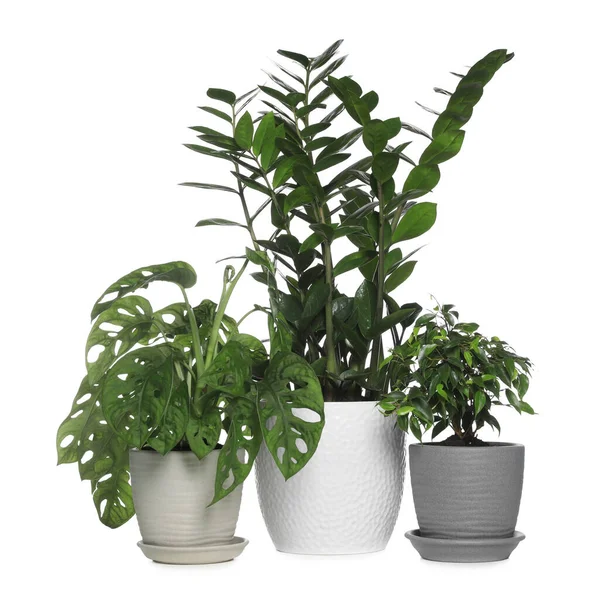 Verschiedene Schöne Zimmerpflanzen Töpfen Auf Weißem Hintergrund — Stockfoto