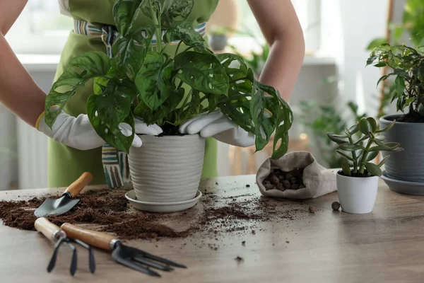 Mujer Plantando Hermosa Planta Interior Mesa Interior Primer Plano — Foto de Stock