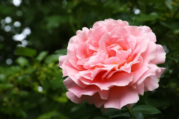 Beautiful Pink Rose Flower Garden Closeup — Stock Photo, Image