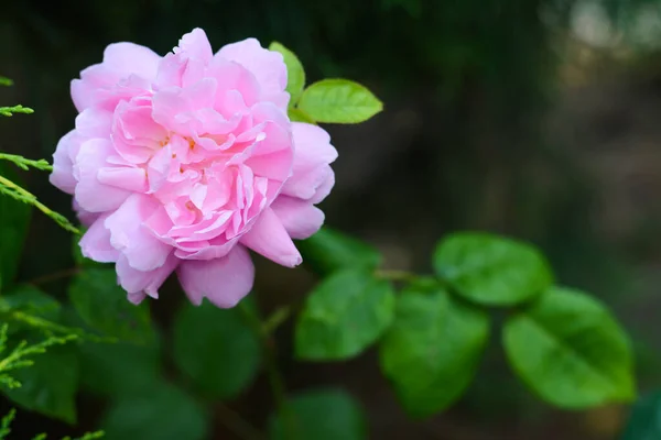 Όμορφο Ροζ Τριαντάφυλλο Λουλούδι Ανθίζει Εξωτερικούς Χώρους Closeup Χώρος Για — Φωτογραφία Αρχείου