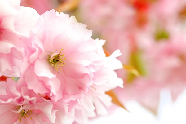 Beautiful Pink Flowers Blossoming Sakura Tree Closeup — Stock Photo, Image
