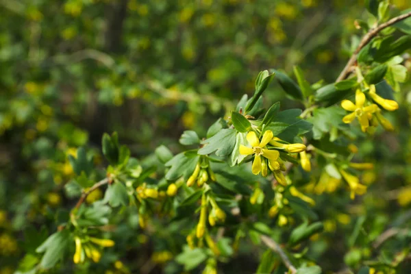 Closeup View Blooming Currant Bush Garden — Stockfoto