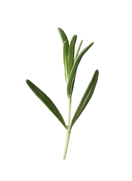 Aromatische Verse Groene Rozemarijn Geïsoleerd Wit — Stockfoto