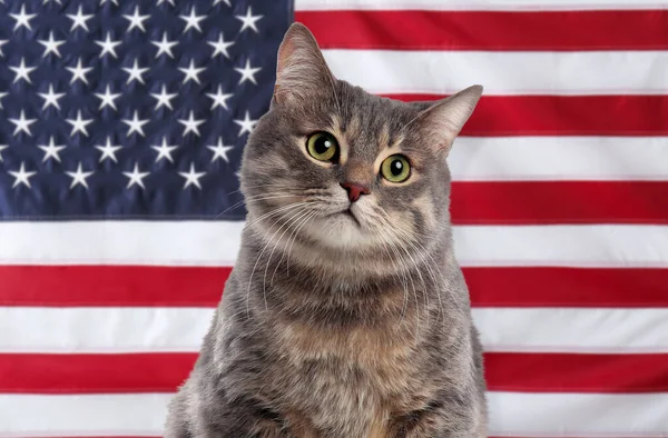 국기에 귀여운 고양이 — 스톡 사진
