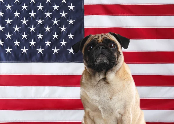 Liebenswerter Hund Gegen Nationalflagge Der Vereinigten Staaten Von Amerika — Stockfoto