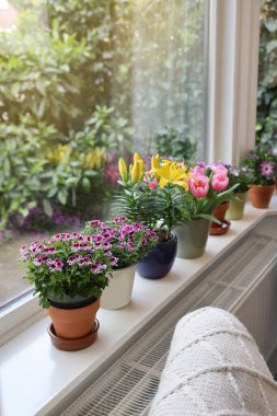 Pencere pervazında bir sürü güzel çiçek açan saksı bitkisi