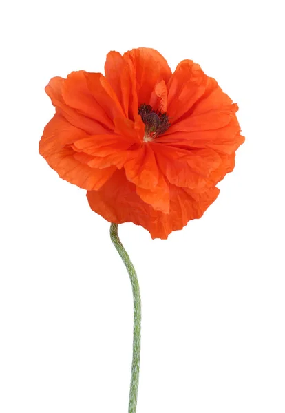 Beautiful Bright Red Poppy Flower White Background Top View — Stock Photo, Image