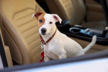 Jack Russel Terrier arabada. Sevimli hayvan.
