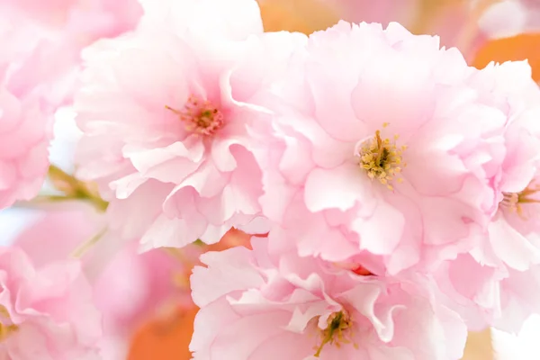 Beautiful Pink Flowers Blossoming Sakura Tree Closeup — Stock Photo, Image