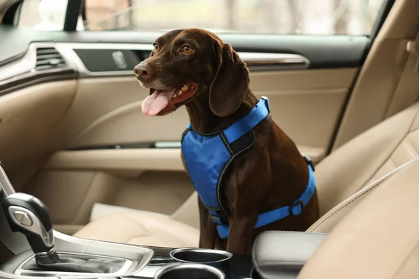 Cute German Shorthaired Pointer Dog Waiting Owner Front Seat Car — Stockfoto