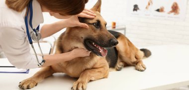 Klinikte köpeğin gözlerini inceleyen profesyonel veteriner. Pankart tasarımı