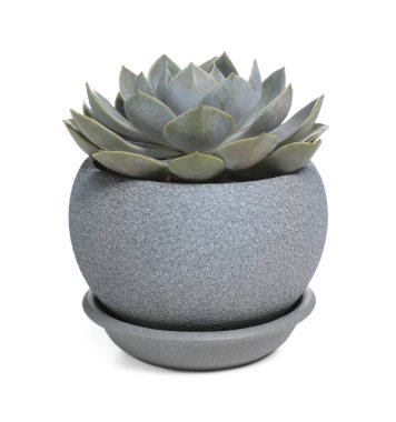 Güzel Echeveria Desmetiana bitkisi tencerede, beyaz tencereye izole edilmiş. Ev dekorasyonu