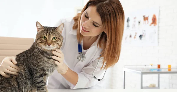 Professionell Veterinär Undersöker Söt Katt Kliniken Banderolldesign — Stockfoto